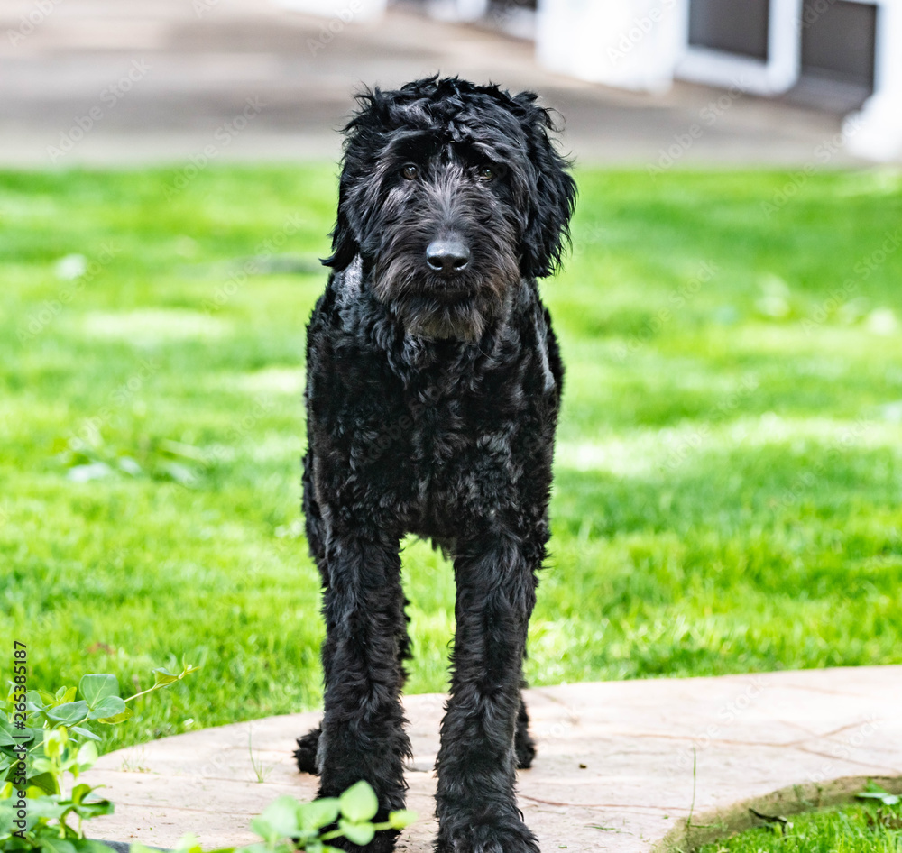 Large Soft Black Doodle Poodle Dog in Grass