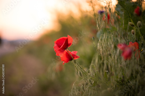  Closeup of a red poppy during the sunset in spring