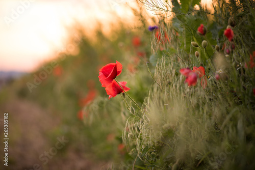 Closeup of several red poppies during the sunset in spring photo