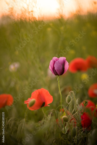 Closeup of several purple and red poppies during the sunset in spring