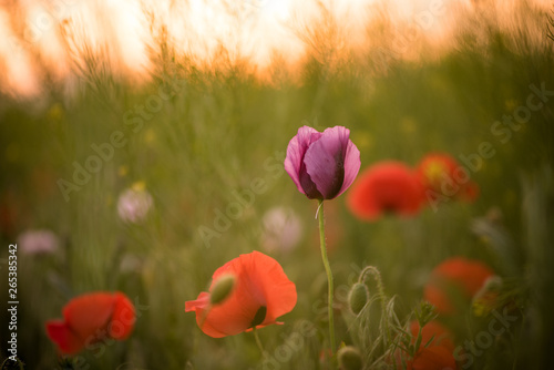 Closeup of several purple and red poppies during the sunset in spring