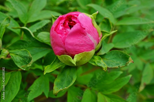 Fototapeta Naklejka Na Ścianę i Meble -  Pink tree peony flower bud on the bush