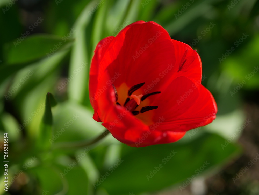 An insect with wings sits in a flower of red tulip An insect with wings sits in a flower of red tulip