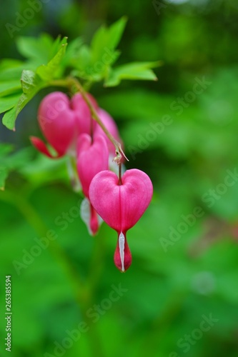 Heart-shaped pink and white flowers of dicentra spectabilis bleeding heart