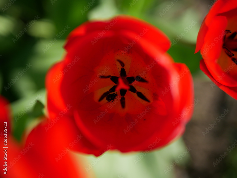 A small beetle sits in a flower of red tulip. top view A small beetle sits in a flower of red tulip. top view