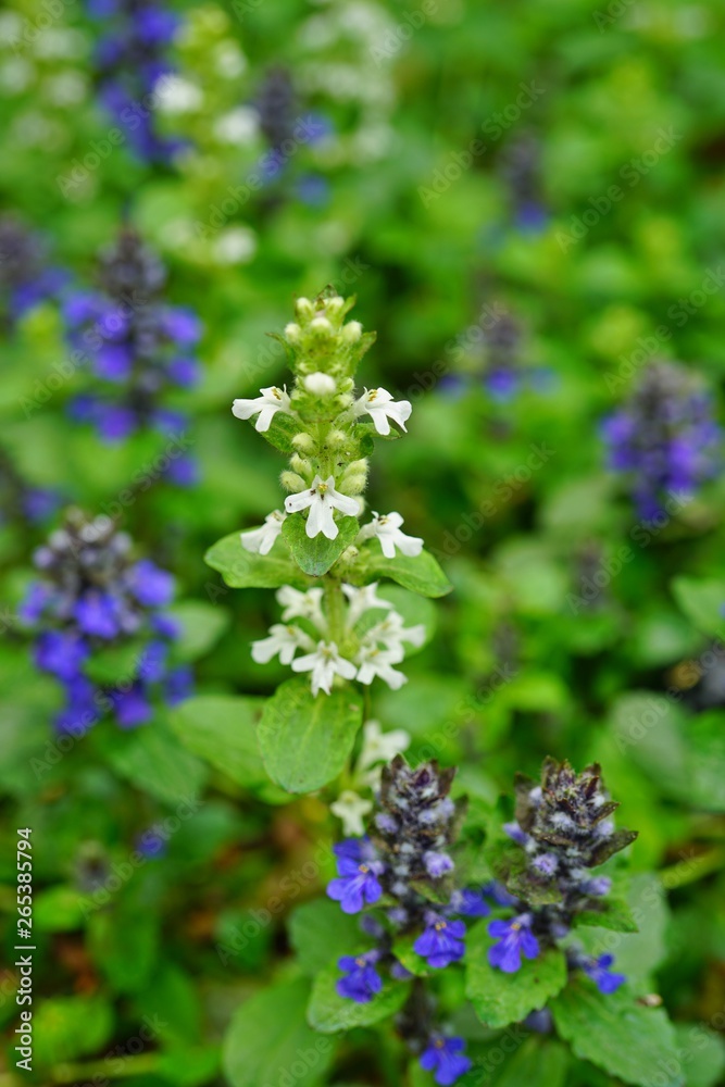 Carpet bugle weed (ajuga reptans) flower spikes in the spring garden Carpet bugle weed (ajuga reptans) flower spikes in the spring garden