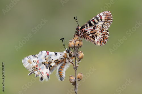 Papilionidae / Güneyli Fisto / / Zerynthia polyxena - Papilionidae / Orman Fistosu / / Zerynthia cerisyi