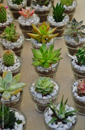Small pots planted with a green succulent plant