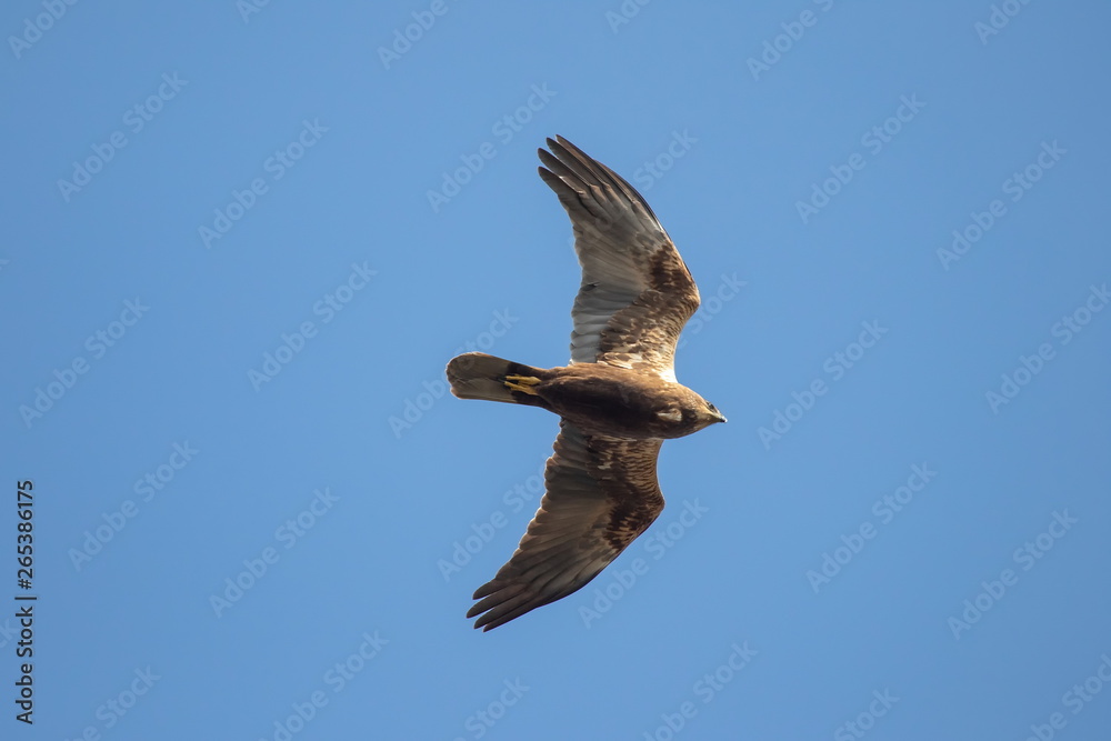 Obraz premium Rohrweihe