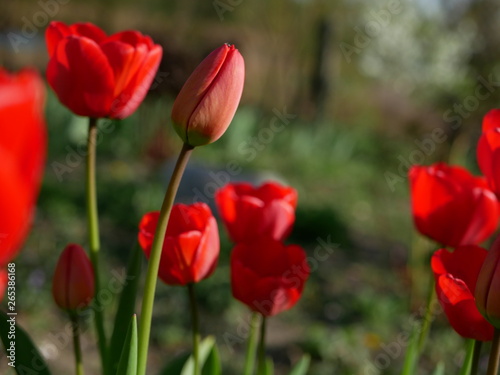 Red tulips in close-up. Open and closed bud tulip. Bright tulip flowers from all sides. Flowers for the holiday of spring. Beautiful flowers