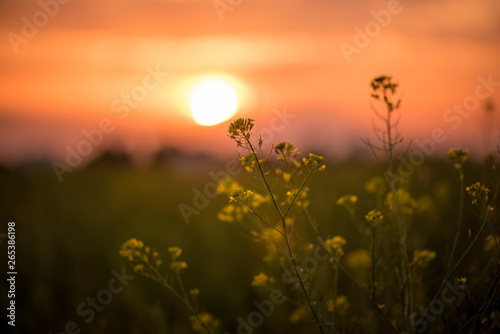 Close up of blooming yellow rapeseed flowers during the sunset in spring
