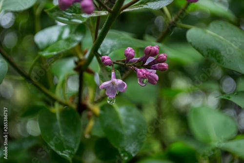 The flowers of lilac after rain.