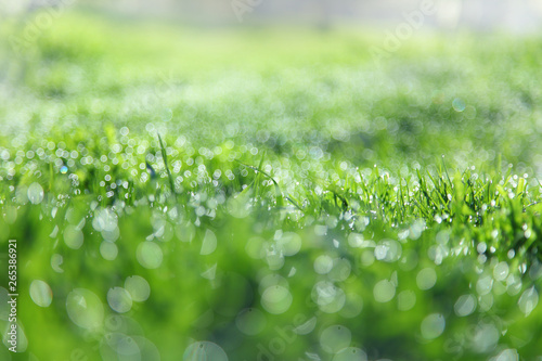 Fototapeta Naklejka Na Ścianę i Meble -  Green grass in dew with beautiful blur