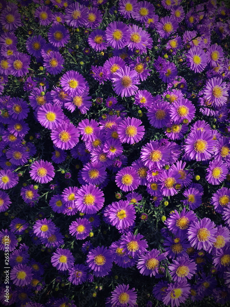 abstract flower background abstract flower background
