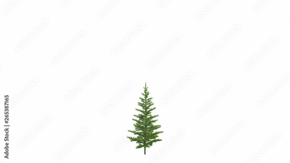 Christmas tree, pine,  fir-tree, grow up. In Ultra HD 4k. Excellent isolated on black and white background and mask