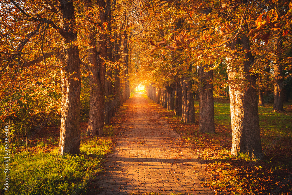 Tree avenue in autumn during sunset. Sunset with golden leaves. Backlight at the end of the avenue - obrazy, fototapety, plakaty 
