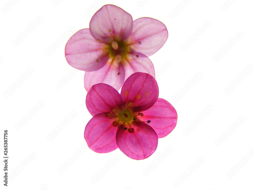 Pink flower isolated on white background Pink flower isolated on white background