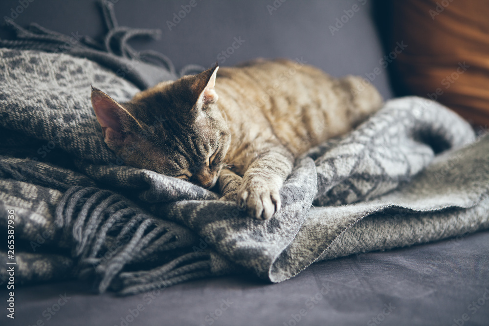 Tabby cat sleeping on gray plaid wool blanket with tassels. Sleeping cat - perfect dream. Indoor shoot with natural light, warm and nice ambiance - obrazy, fototapety, plakaty 