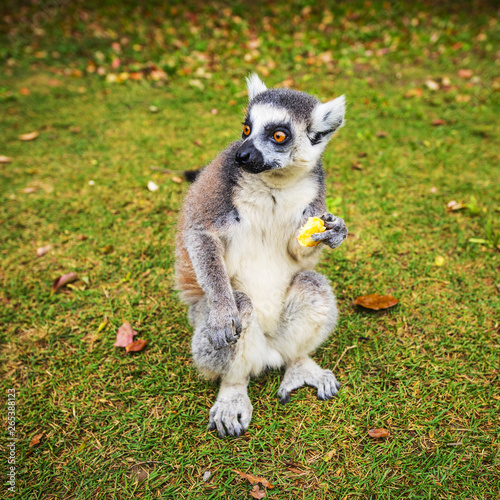 Lemur in wild at tropical park.
