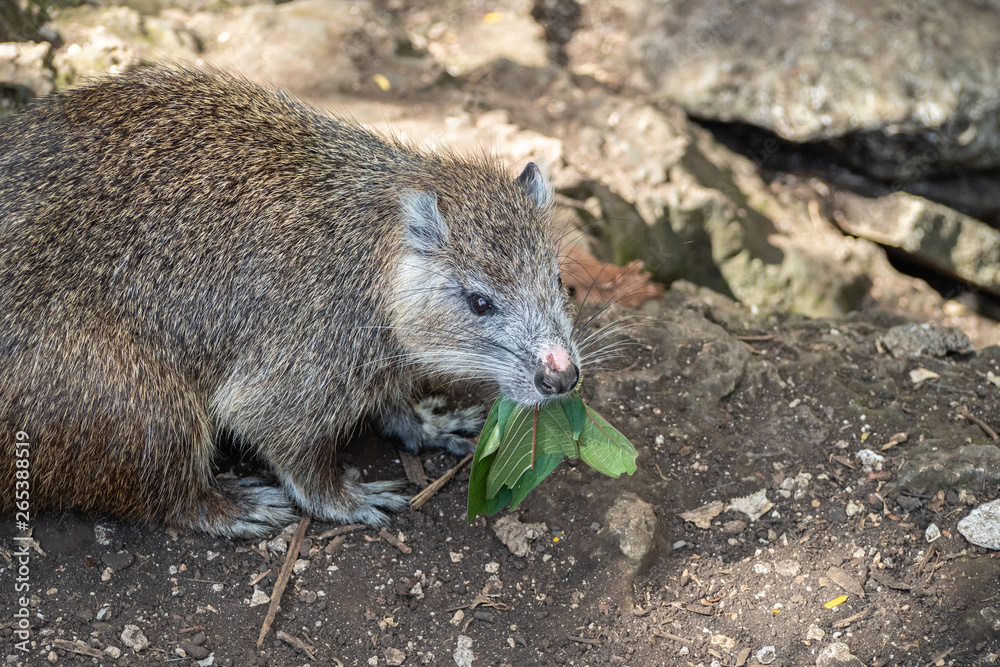 Cuban tree rat or hutia, Capromys pilorides