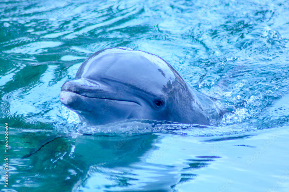 Fototapeta premium Dauphin au mexique