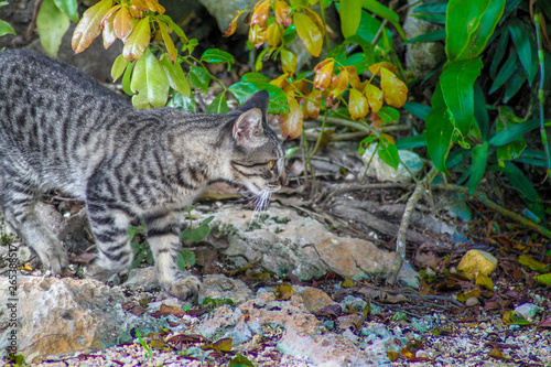 Chat mexicain en chasse photo