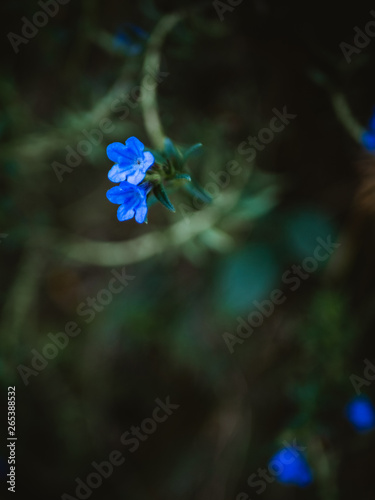Lush blue flowers background © Eneko Aldaz