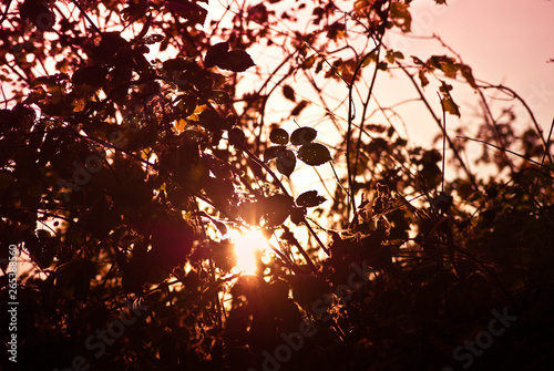 Sun rays through a tree