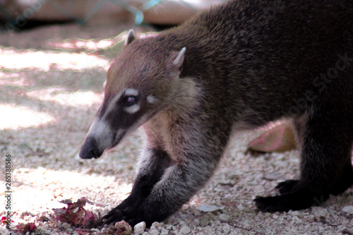 Coati mexicain