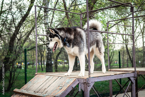 A husky dog on a training ground. Russia  Moscow.