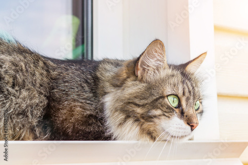 The beautiful three-colored cat with long wool and green eyes lies on a window sill at home and looks afar. Summer photo. The cat has a rest and relaxs