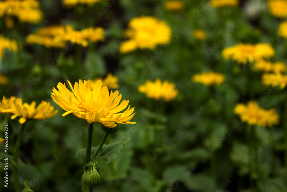 Doronicum orientale (Leopard's Bane) - spring flower like a yellow daisy, beautiful background. Sunflower family (Asteraceae) Doronicum orientale (Leopard's Bane) - spring flower like a yellow daisy, beautiful background. Sunflower family (Asteraceae)