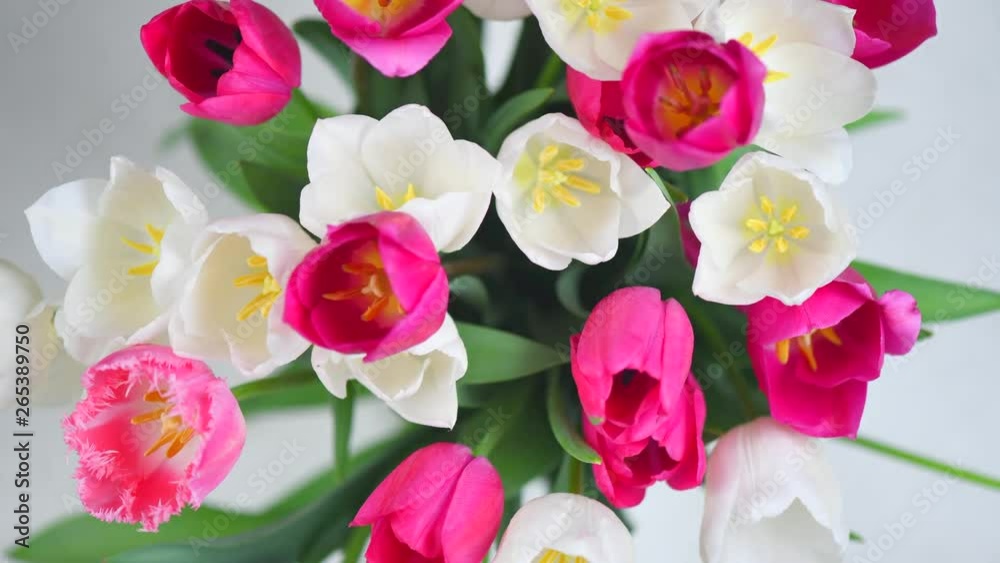 Tulips. Bright pink and white colorful tulip flowers blooming background. Holiday bouquet. Top view. Timelapse. 4K UHD video footage. 3840X2160 Tulips. Bright pink and white colorful tulip flowers blooming background. Holiday bouquet. Top view. Timelapse. 4K UHD video footage. 3840X2160
