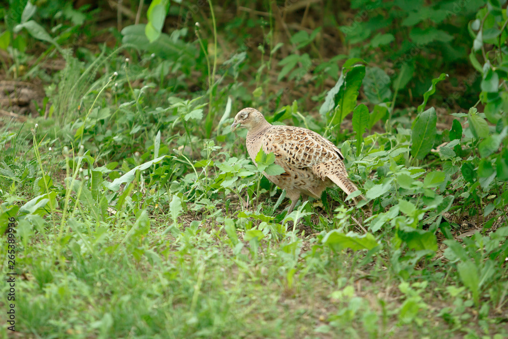 pheasant walks on a clearing in the forest. pheasant walks on a clearing in the forest.