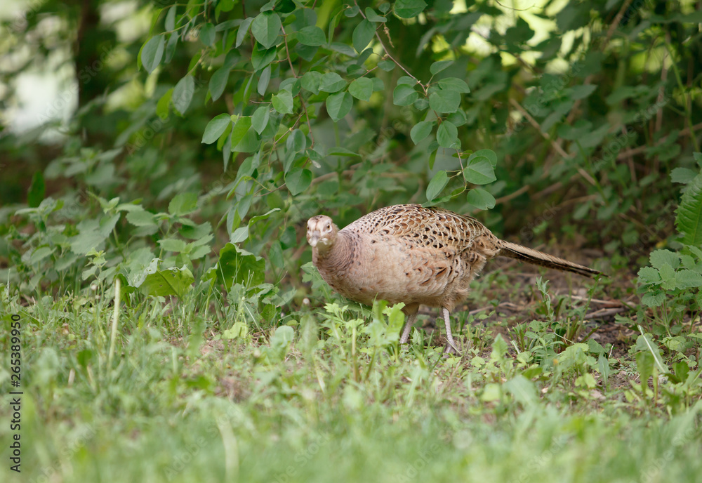 pheasant walks on a clearing in the forest. pheasant walks on a clearing in the forest.