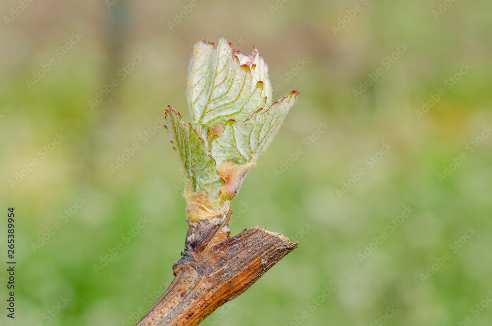 Fototapeta premium New shoot of a grapevine. New life in spring. Springtime in vineyard.