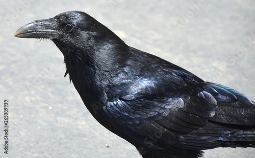 Cuadro en lienzo The American crow (Corvus brachyrhynchos) is a large passerine bird species of the family Corvidae