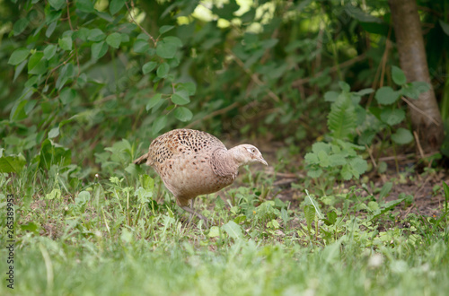 pheasant walks on a clearing in the forest.