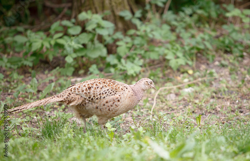 pheasant walks on a clearing in the forest.