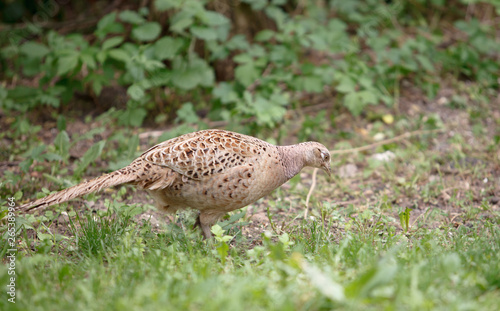 pheasant walks on a clearing in the forest.