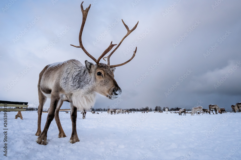 Portrait of a reindeer with massive antlers