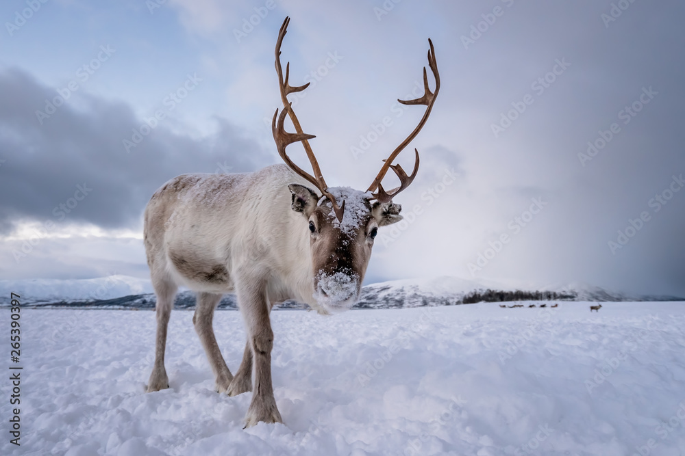 Portrait of a reindeer with massive antlers - obrazy, fototapety, plakaty 