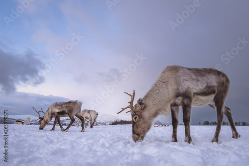 Herd of reindeers looking for food