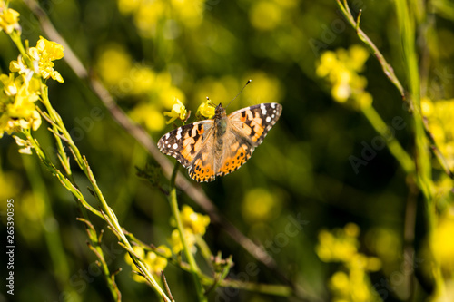 Monarch Butterfly Sitting in a Field of Wild Flowers 13 © Mark