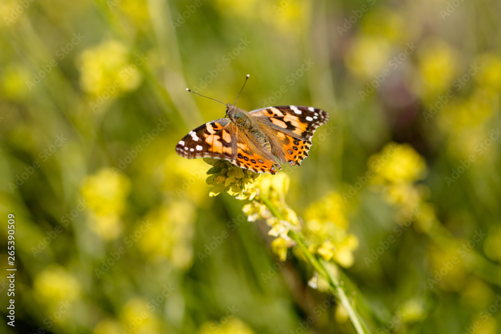 Monarch Butterfly Sitting in a Field of Wild Flowers 05 Monarch Butterfly Sitting in a Field of Wild Flowers 05