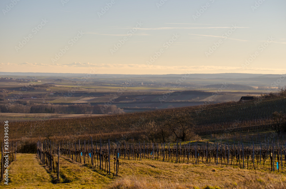Landscape in Retz Lower Austria with vineyards in autumn at sunset Landscape in Retz Lower Austria with vineyards in autumn at sunset