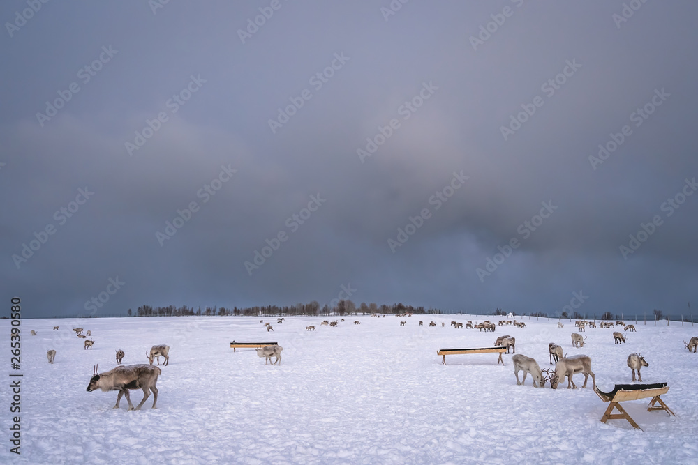Herd of reindeers looking for food in snow Herd of reindeers looking for food in snow