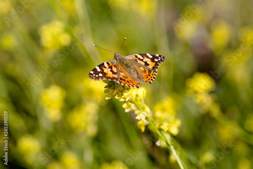 Monarch Butterfly Sitting in a Field of Wild Flowers 05