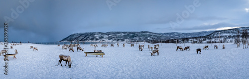 Fototapeta Naklejka Na Ścianę i Meble -  Panorama of mountain winter landscape with Reindeers