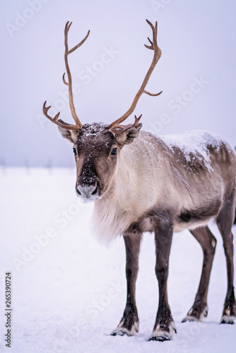 Portrait of a reindeer with massive antlers